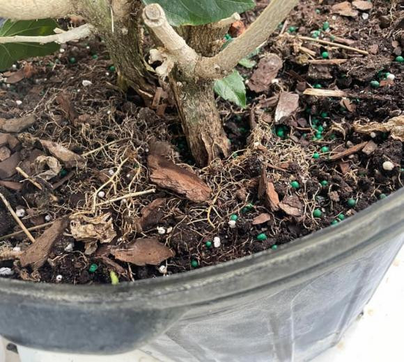 cây trồng, cây trồng chết, kiến thức 