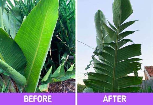 cây trồng, cây trồng chết, kiến thức 