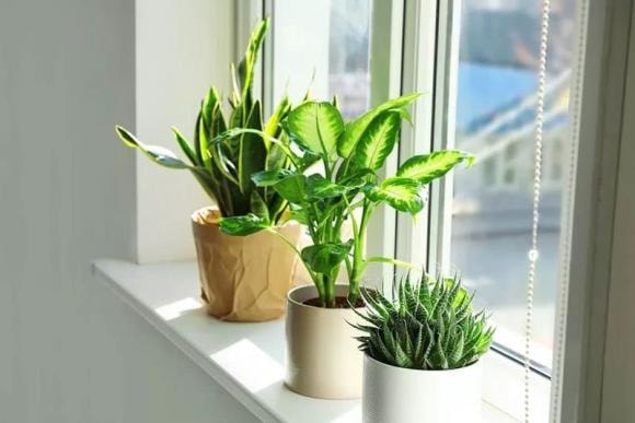 dấu hiệu may mắn, phong thủy, nhà phát tài