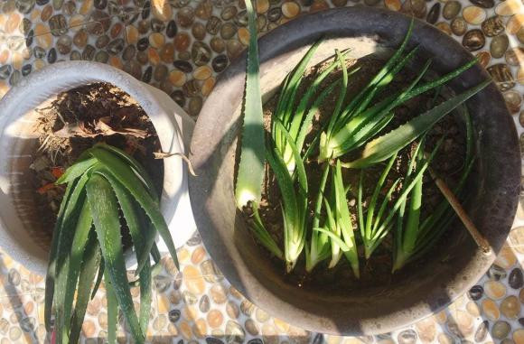 nha đam, trồng cây cảnh, lô hội