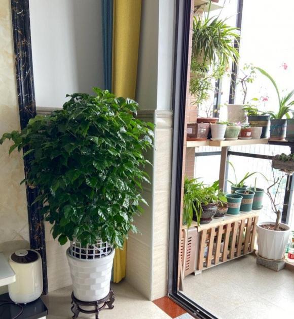 Phòng khách trong nhà trồng cây hạnh phúc, chỉ dùng '3 thủ thuật' cành lá sum suê, nở hoa, phúc lộc tươi đẹp