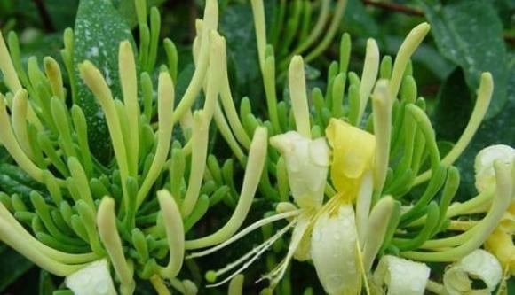 bệnh phụ khoa, viêm phụ khoa, chăm sóc sức khỏe