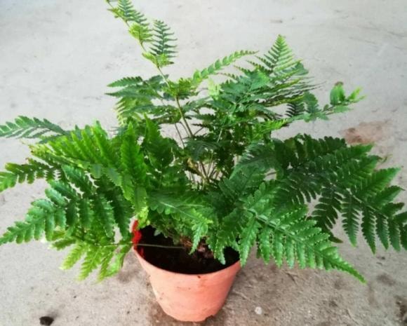 cây cỏ, cây cảnh, cây cảnh dại