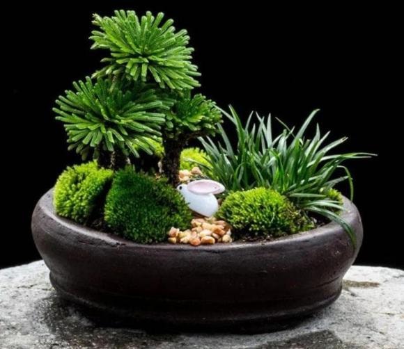 cây cỏ, cây cảnh, cây cảnh dại