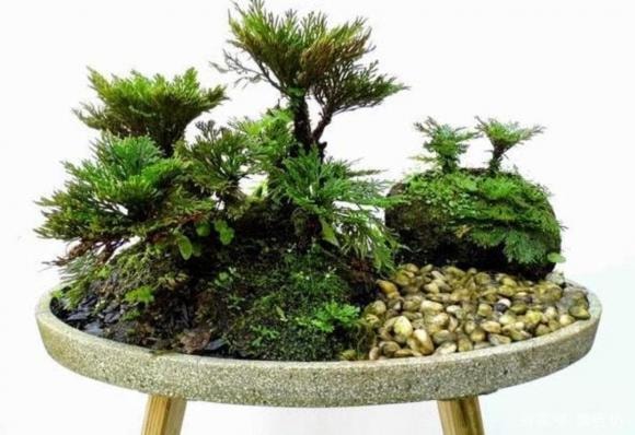 cây cỏ, cây cảnh, cây cảnh dại
