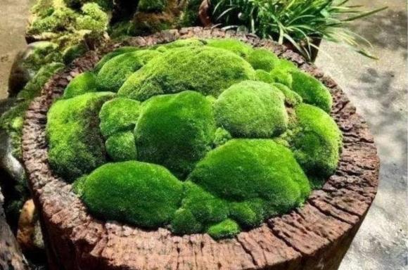 cây cỏ, cây cảnh, cây cảnh dại