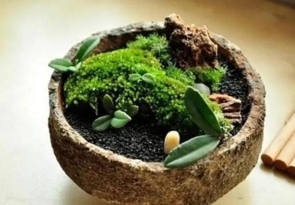 cây cỏ, cây cảnh, cây cảnh dại