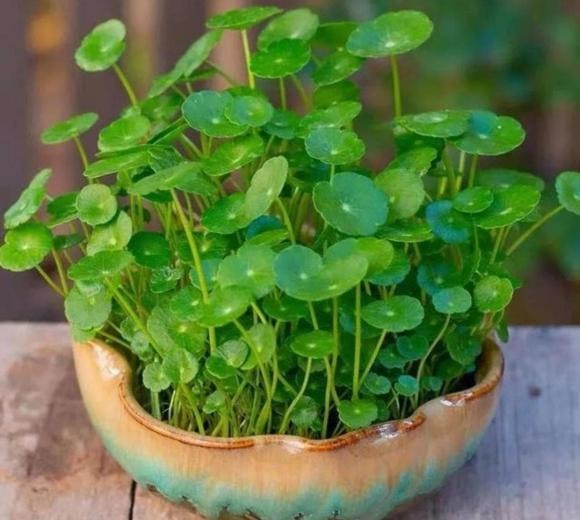 cây cỏ, cây cảnh, cây cảnh dại