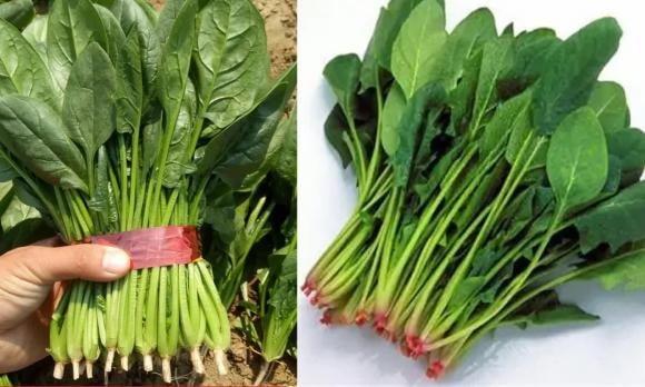 cải bó xôi, rau bina, rau chân vịt, cải bó xôi củ đỏ và cải bó xôi củ trắng
