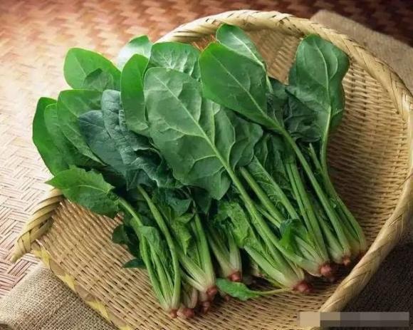 cải bó xôi, rau bina, rau chân vịt, cải bó xôi củ đỏ và cải bó xôi củ trắng