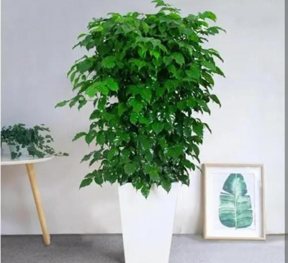 cây cảnh, cây phòng khách, cây phong thủy, cây trong bóng mát