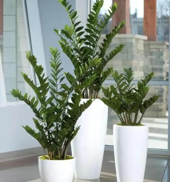 cây cảnh, cây phòng khách, cây phong thủy, cây trong bóng mát