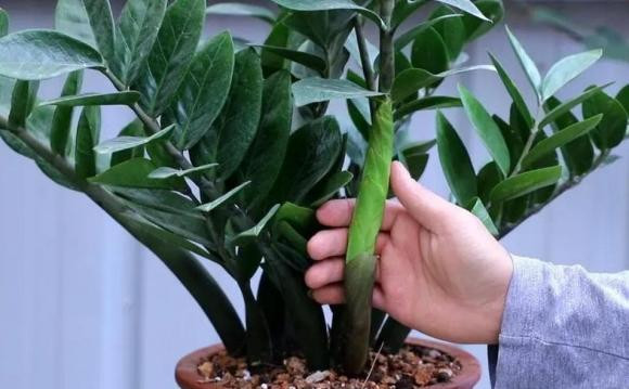 cây cảnh, cây phòng khách, cây phong thủy, cây trong bóng mát
