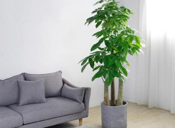 cây cảnh, cây phòng khách, cây phong thủy, cây trong bóng mát