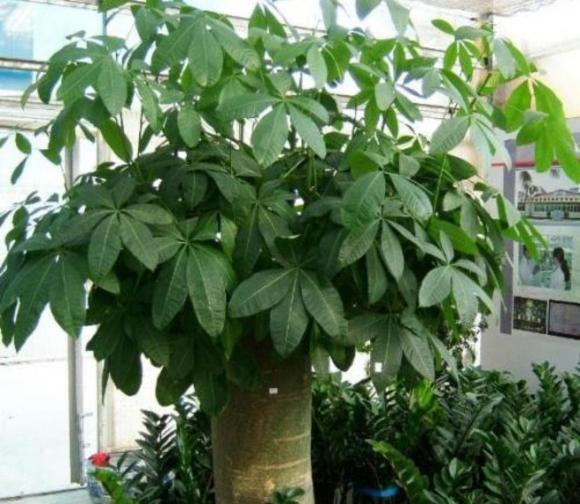 cây cảnh, cây phòng khách, cây phong thủy, cây trong bóng mát