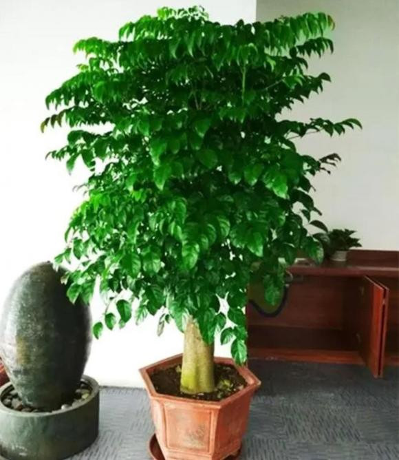 cây cảnh, cây phòng khách, cây phong thủy, cây trong bóng mát