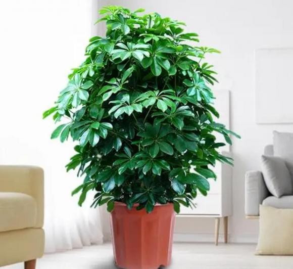 cây cảnh, cây phòng khách, cây phong thủy, cây trong bóng mát