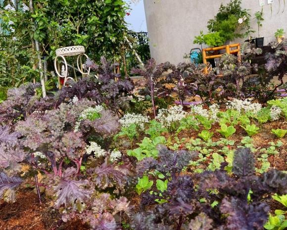 trồng cây trên sân thượng, cách trồng cây, nhà đẹp 