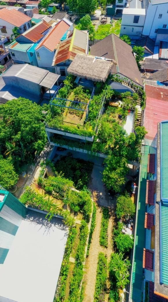 trồng cây trên sân thượng, cách trồng cây, nhà đẹp 
