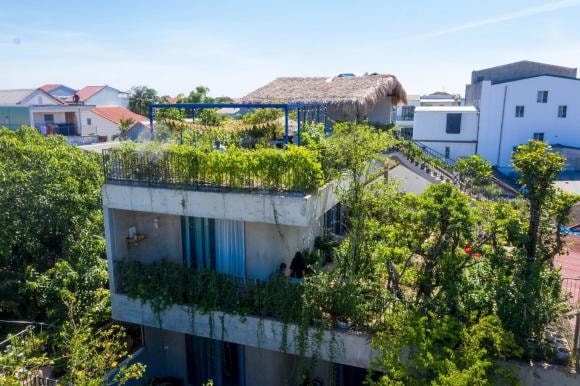 trồng cây trên sân thượng, cách trồng cây, nhà đẹp 