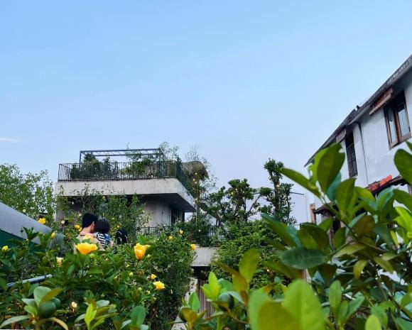 trồng cây trên sân thượng, cách trồng cây, nhà đẹp 