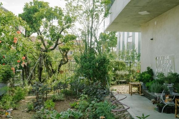 trồng cây trên sân thượng, cách trồng cây, nhà đẹp 