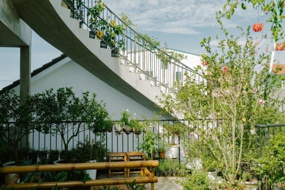 trồng cây trên sân thượng, cách trồng cây, nhà đẹp 