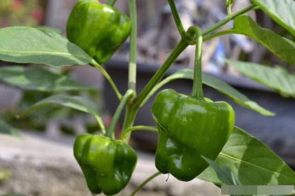 trồng rau, thủy canh, trồng rau tại nhà