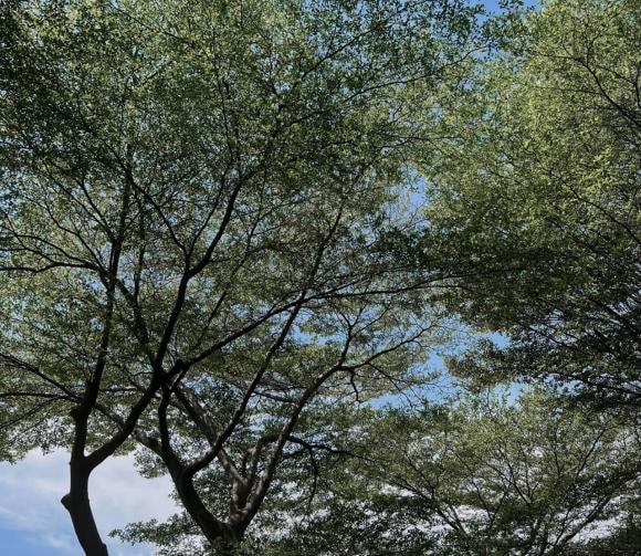 hải tú, sao việt, sơn tùng