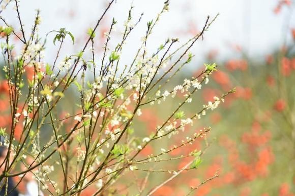 du lịch Mộc Châu, Mộc Châu, mùa hồng chín đỏ