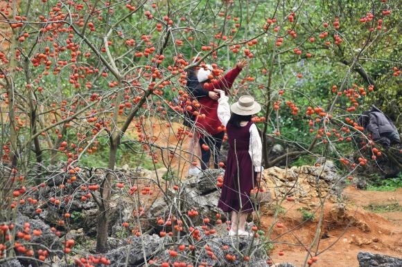 du lịch Mộc Châu, Mộc Châu, mùa hồng chín đỏ