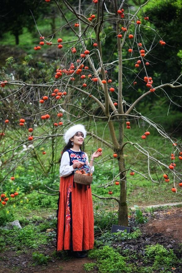 du lịch Mộc Châu, Mộc Châu, mùa hồng chín đỏ