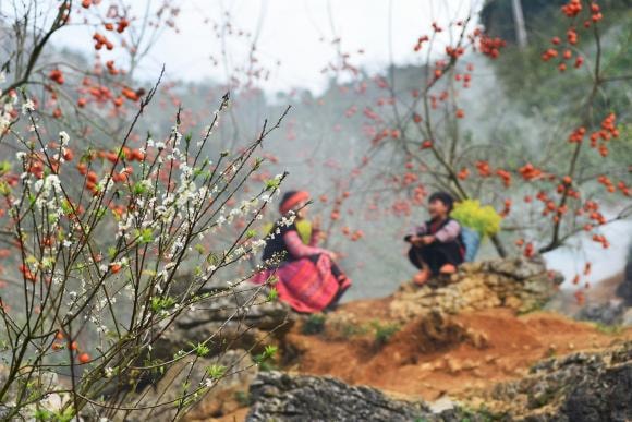 du lịch Mộc Châu, Mộc Châu, mùa hồng chín đỏ