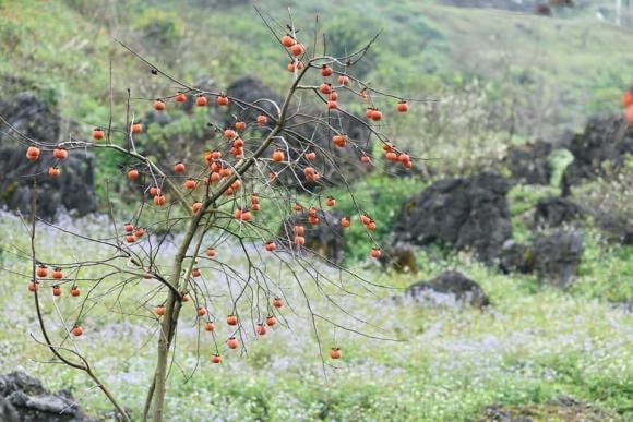 du lịch Mộc Châu, Mộc Châu, mùa hồng chín đỏ