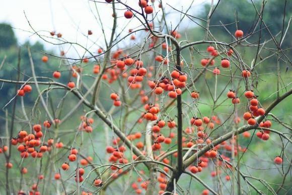 du lịch Mộc Châu, Mộc Châu, mùa hồng chín đỏ