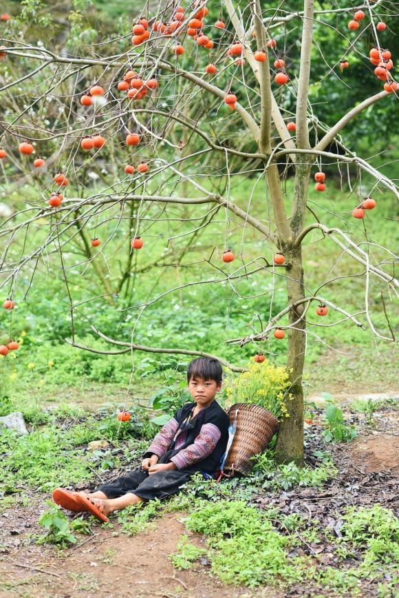 du lịch Mộc Châu, Mộc Châu, mùa hồng chín đỏ