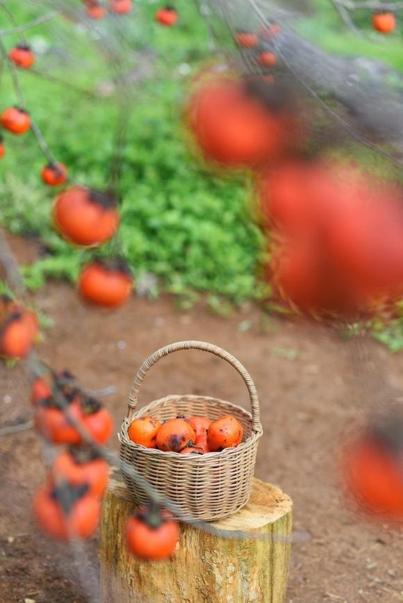 du lịch Mộc Châu, Mộc Châu, mùa hồng chín đỏ