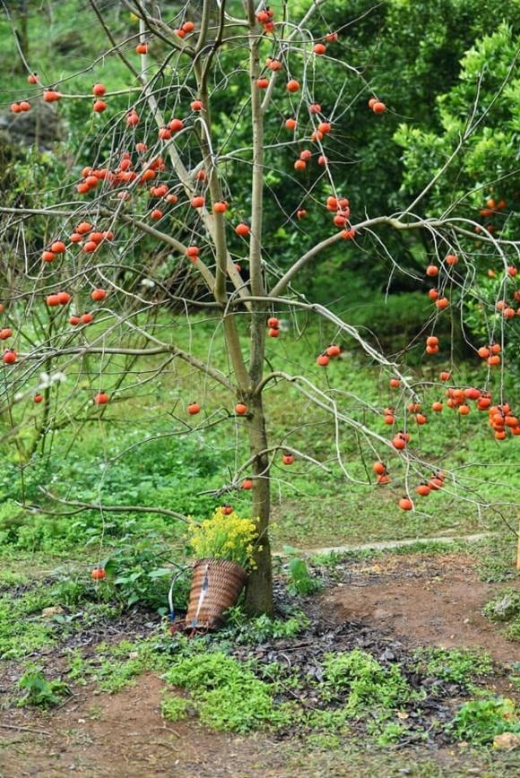 du lịch Mộc Châu, Mộc Châu, mùa hồng chín đỏ
