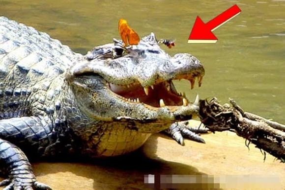 cá sấu, nước mắt cá sấu
