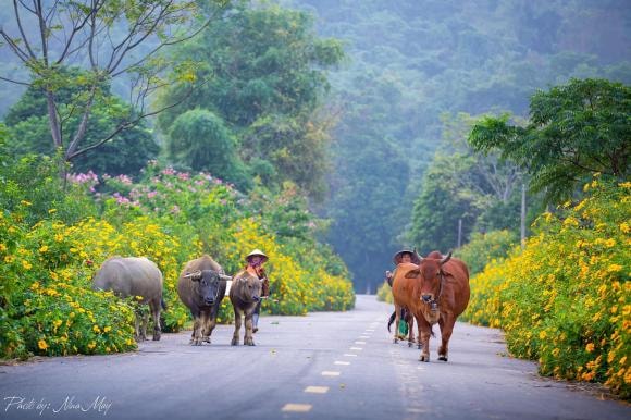 hoa dã quỳ, địa điểm có hoa dã quỳ, Đà Lạt, Ba Vì