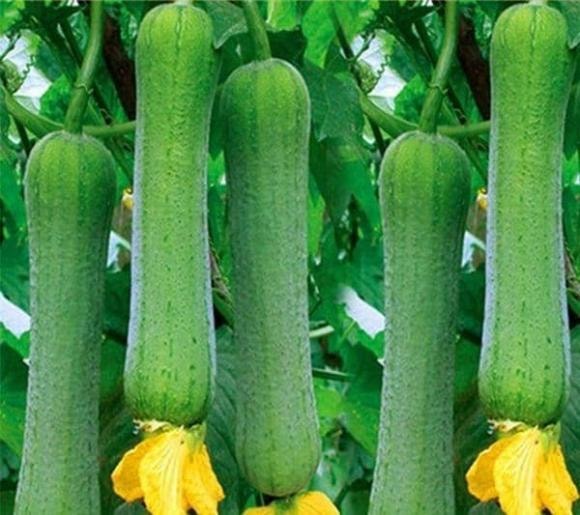 trồng mướp, quả mướp, cách trồng mướp