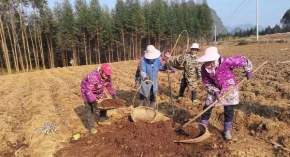 trồng mướp, quả mướp, cách trồng mướp