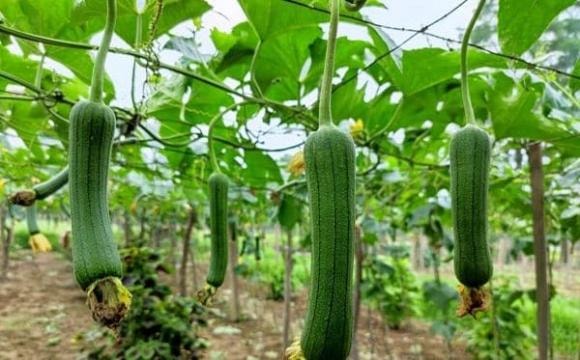 trồng mướp, quả mướp, cách trồng mướp