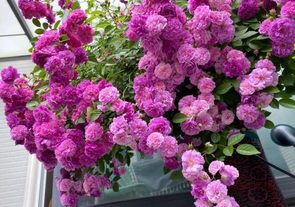 chăm sóc hoa hồng, trồng hoa hồng, phòng bệnh cho hoa hồng