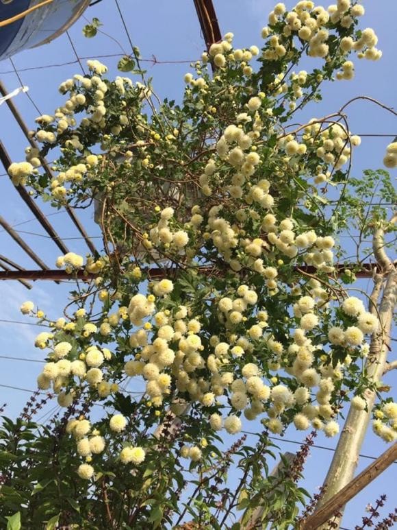 trồng cây, trồng rau, kiến thức 