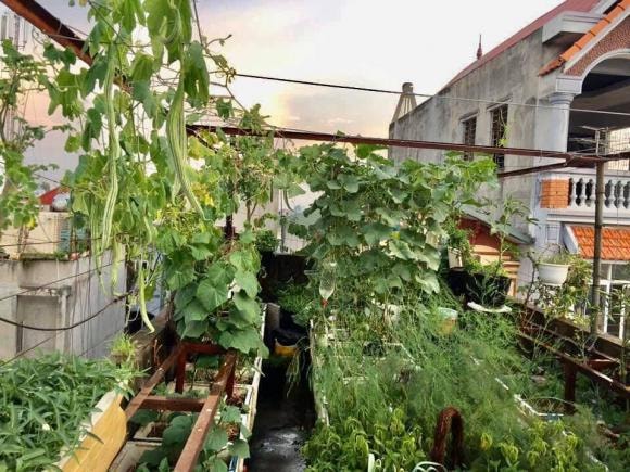trồng cây, trồng rau, kiến thức 
