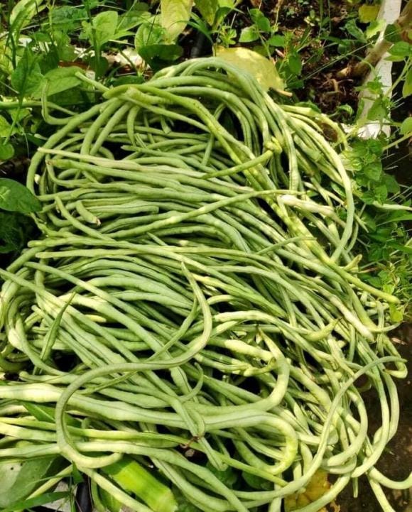 trồng cây, trồng rau, kiến thức 