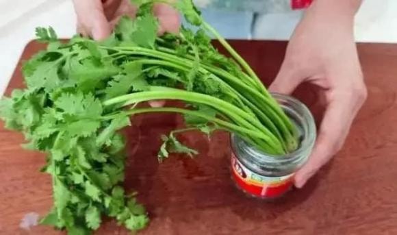 rau mùi, bảo quản, ngò rí, mẹo hay