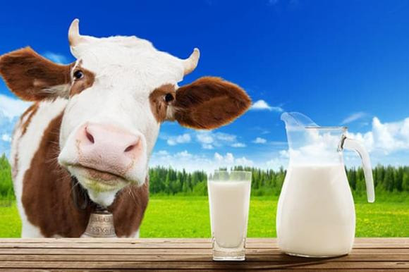 sữa bò, sữa đậu nành, sữa bò và sữa đậu nành, so sánh sữa bò và sữa đậu nành 