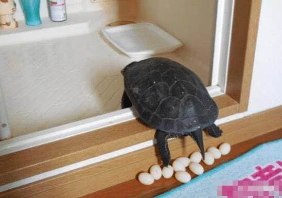 con rùa, rùa đẻ trứng, chuyện lạ, chuyện cười